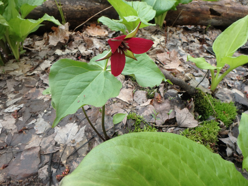 trillium
